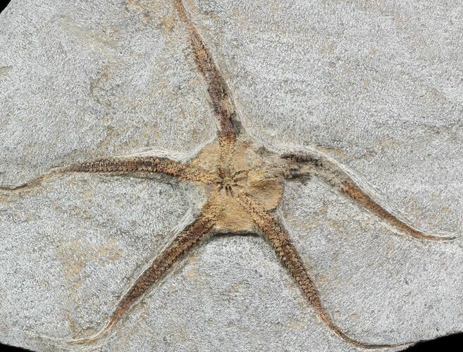 Ordovician Brittle Star (Ophiura) Fossil - Morocco #49210